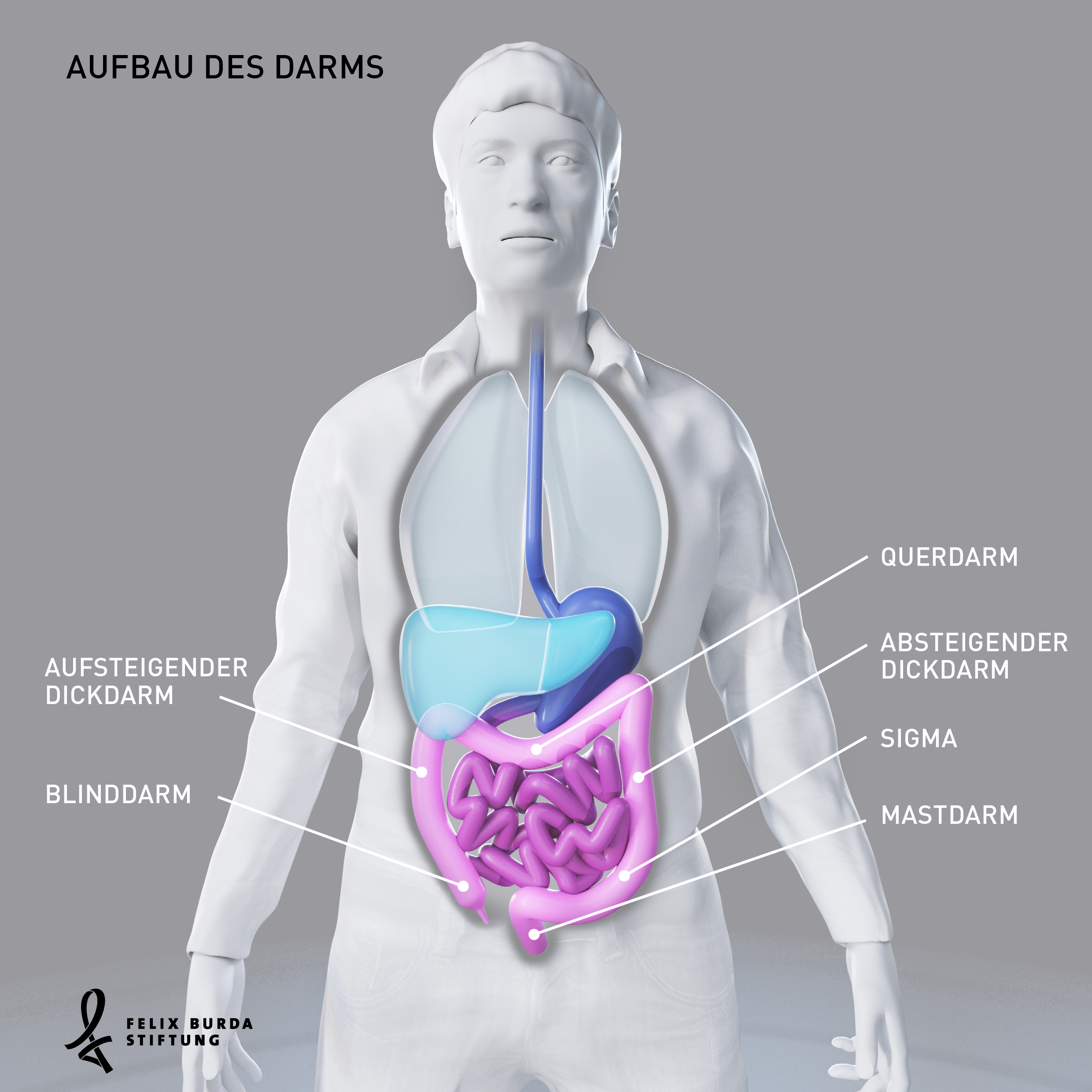 Aufbau Bauch Aufbau Bauch